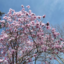 Magnolia campbellii 'Charles Raffill' (Campbell's Magnolia) branches in spring.