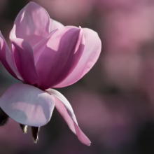 Magnolia campbellii 'Charles Raffill' (Campbell's Magnolia) close up of flower.