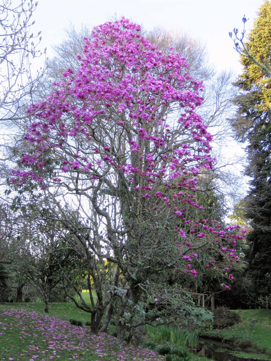 Magnolia campbellii 'Lanarth' 3 Magnolia campbellii 'Lanarth' (Campbell's Magnolia) tree in flower.