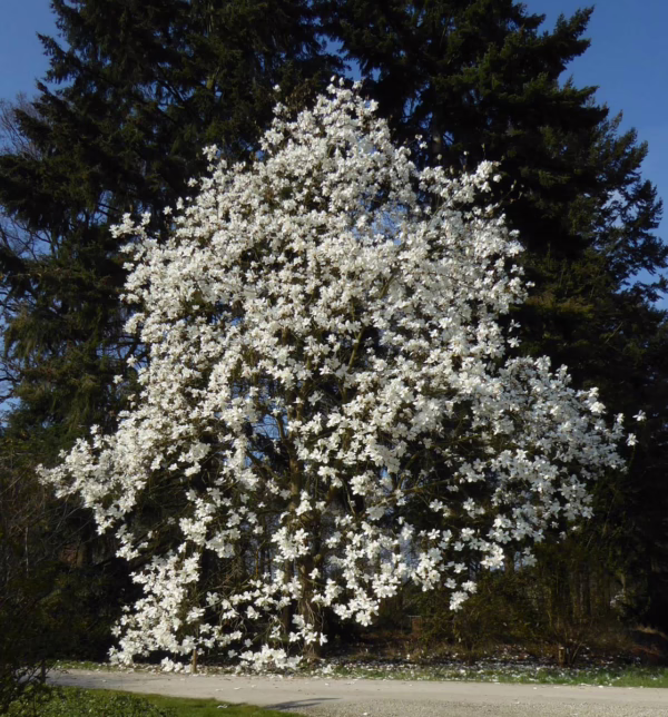 Magnolia ‘David Clulow’ (Magnolia) large tree flowering.