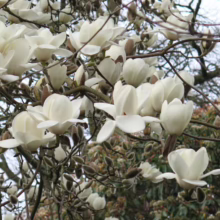 Magnolia ‘David Clulow’ (Magnolia) open buds.