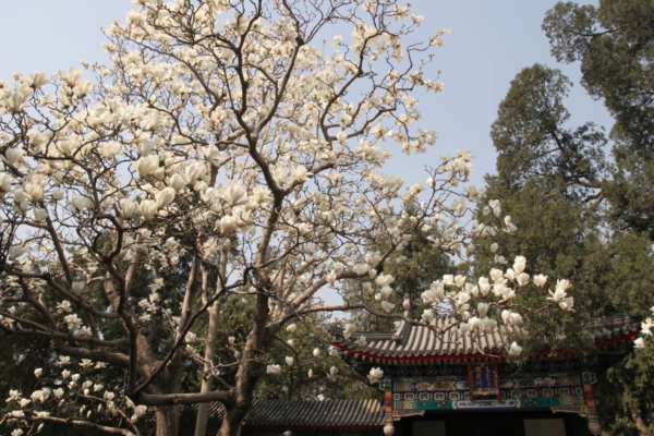 Magnolia denudata (Yulan Magnolia) flowering branches.