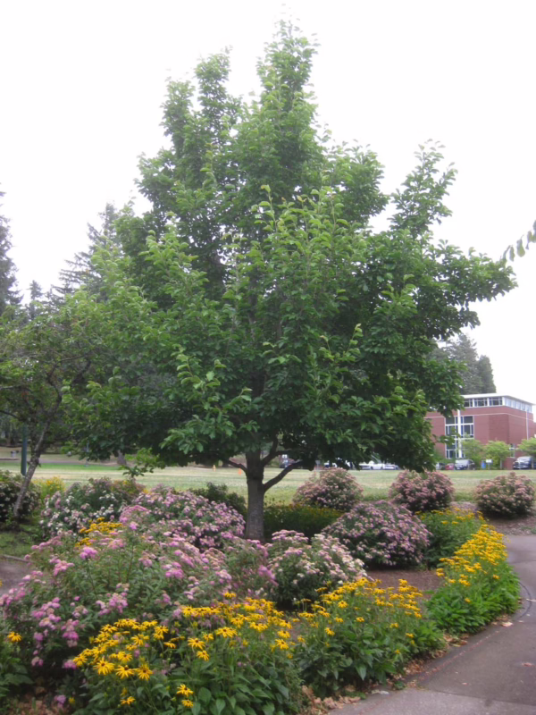 Magnolia denudata (Yulan Magnolia) summer tree.