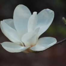 Magnolia denudata ‘Gere’ (Yulan Magnolia) flower.