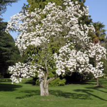 Magnolia denudata ‘Gere’ (Yulan Magnolia) in winter/spring form.