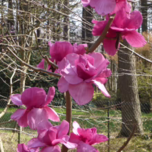 Magnolia ‘Felix’ (Magnolia) flowering branches.