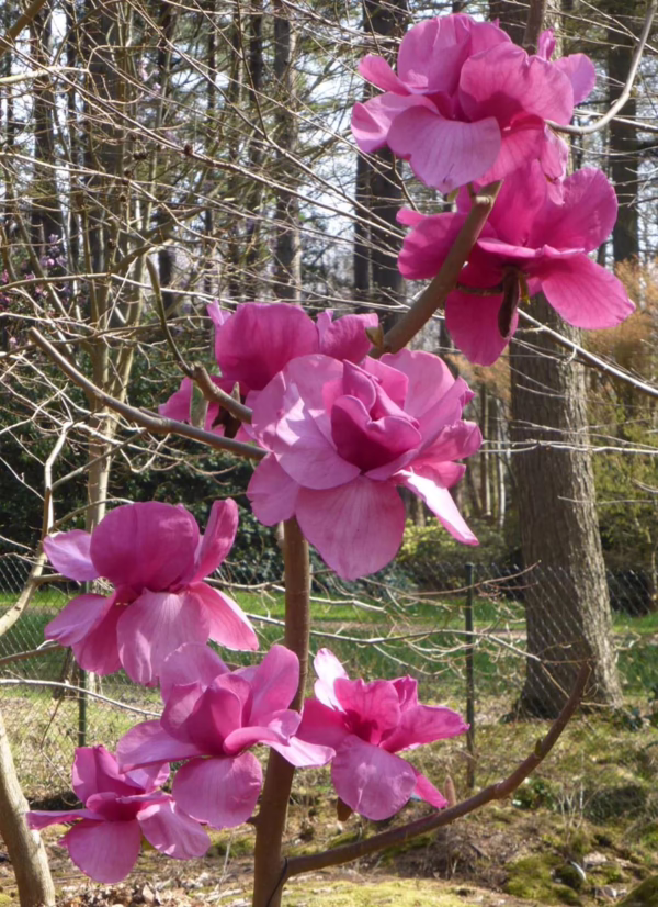 Magnolia ‘Felix’ (Magnolia) flowering branches.