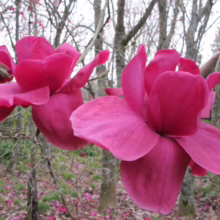 Magnolia ‘Felix’ (Magnolia) two flowers.