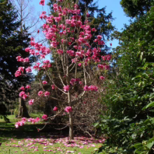 Magnolia ‘Felix’ (Magnolia) flowering form.