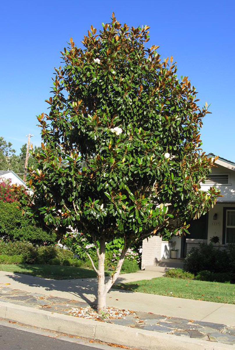 Magnolia grandiflora 'Little Gem' 1 Magnolia grandiflora 'Little Gem' (Evergreen Magnolia)