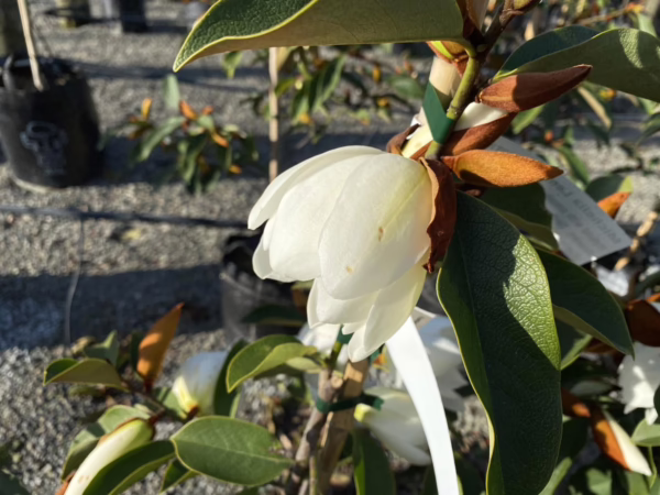 Michelia 'Lemon Fragrant' (Michelia) opening flower.