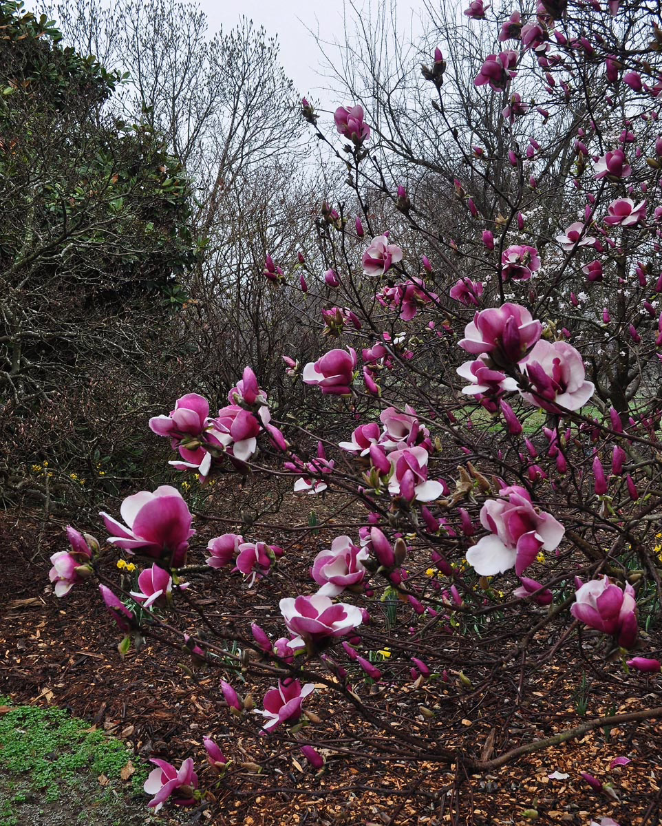 Magnolia 'Todd Gresham' 2 Magnolia 'Todd Gresham' (Magnolia) flowering branches.