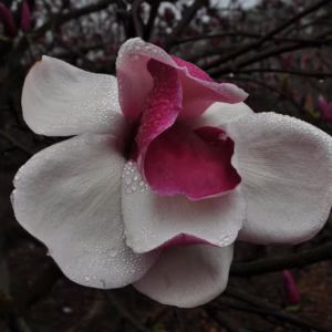 Magnolia 'Todd Gresham' (Magnolia) open flower.
