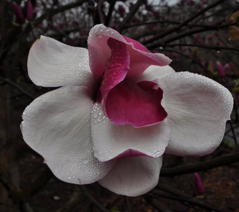 Magnolia 'Todd Gresham' (Magnolia) open flower.