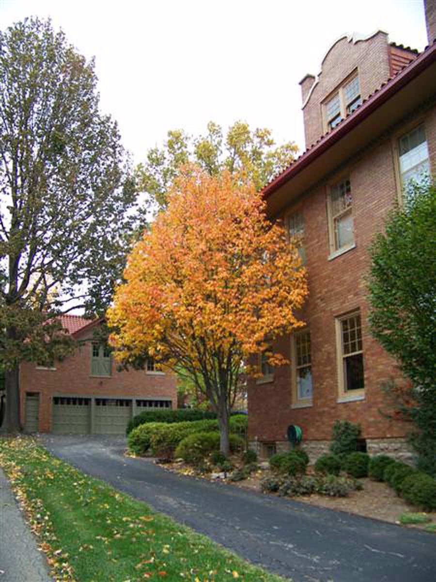 Malus tschonoskii 6 Malus tschonoskii - Image 6