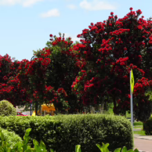 Metrosideros excelsa (Pōhutukawa) avenue