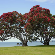 Metrosideros excelsa (Pōhutukawa) at beach.