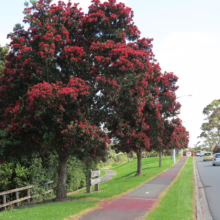 Metrosideros excelsa (Pōhutukawa) on street