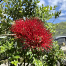 Metrosideros excelsa (Pōhutukawa) flower