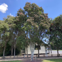 Metrosideros excelsa (Pōhutukawa)