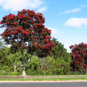 Metrosideros excelsa 'Lighthouse'