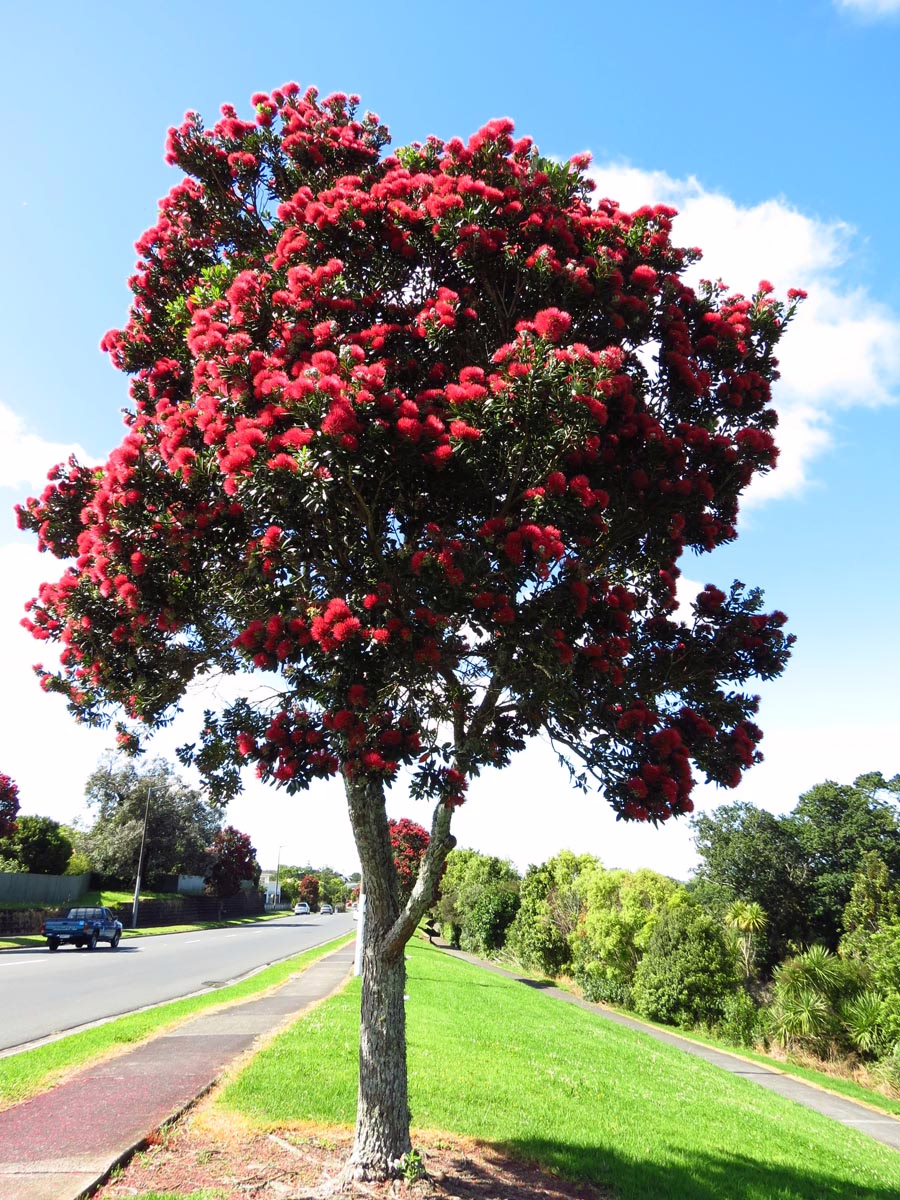 Metrosideros excelsa 'Lighthouse' 5 Metrosideros excelsa 'Lighthouse' - Image 5