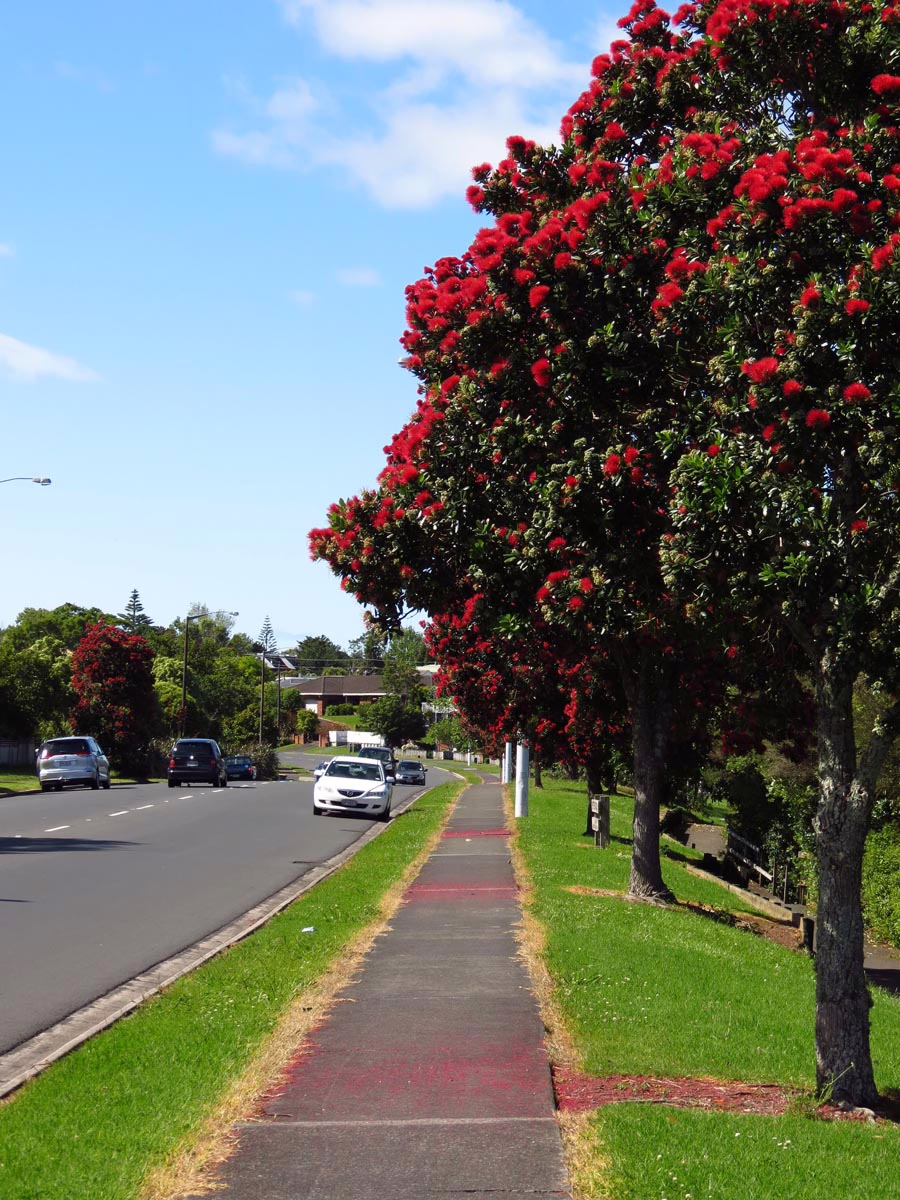 Metrosideros excelsa 'Māori Princess' 4 Metrosideros excelsa 'Maori Princess' (Pōhutukawa) in full bloom.