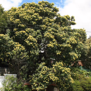 Metrosideros excelsa 'Moon Maiden'
