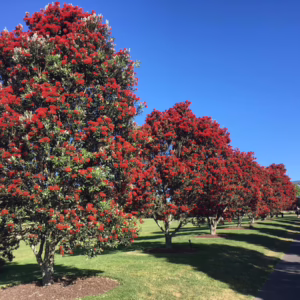 Metrosideros excelsa 'Vibrance'