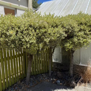 Metrosideros kermadecensis 'Variegata'