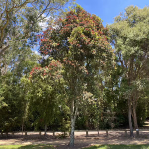 Metrosideros robusta