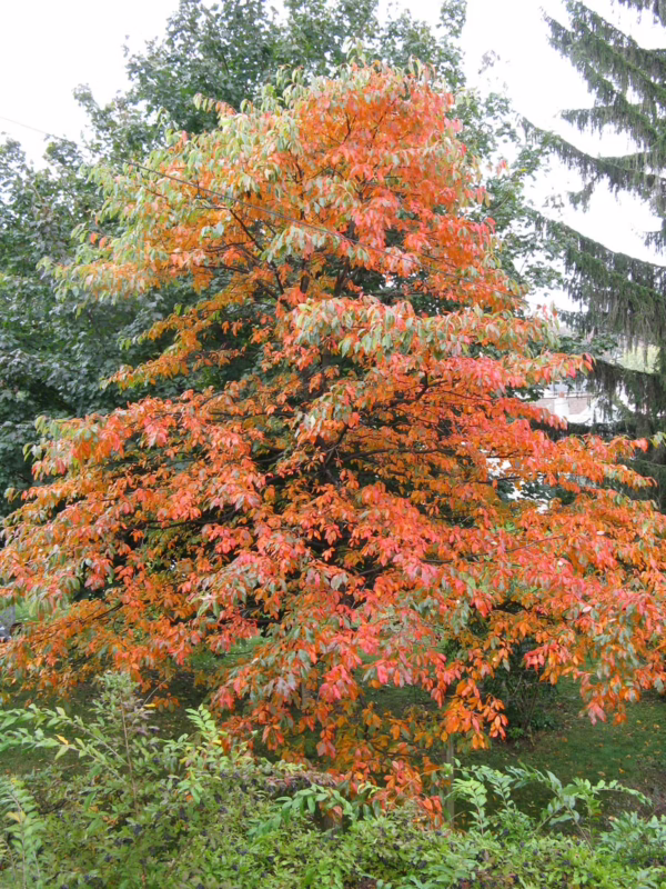 Nyssa sylvatica - Image 13