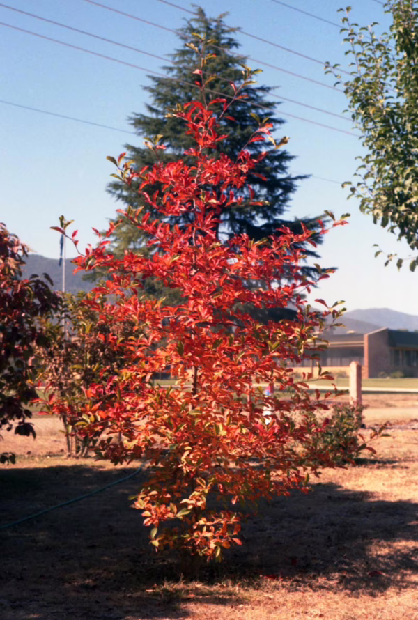 Nyssa sylvatica - Image 14