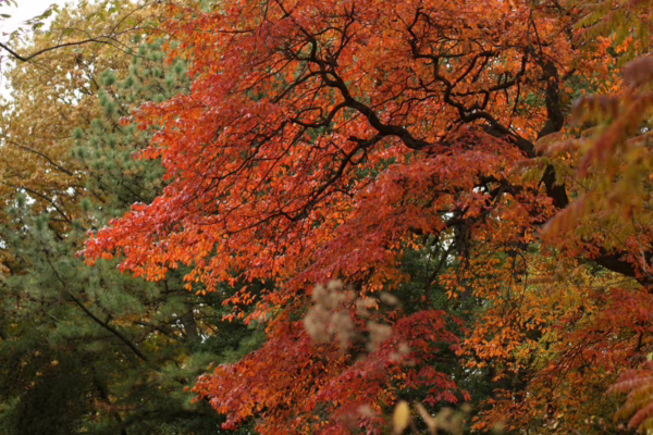 Nyssa sylvatica - Image 2
