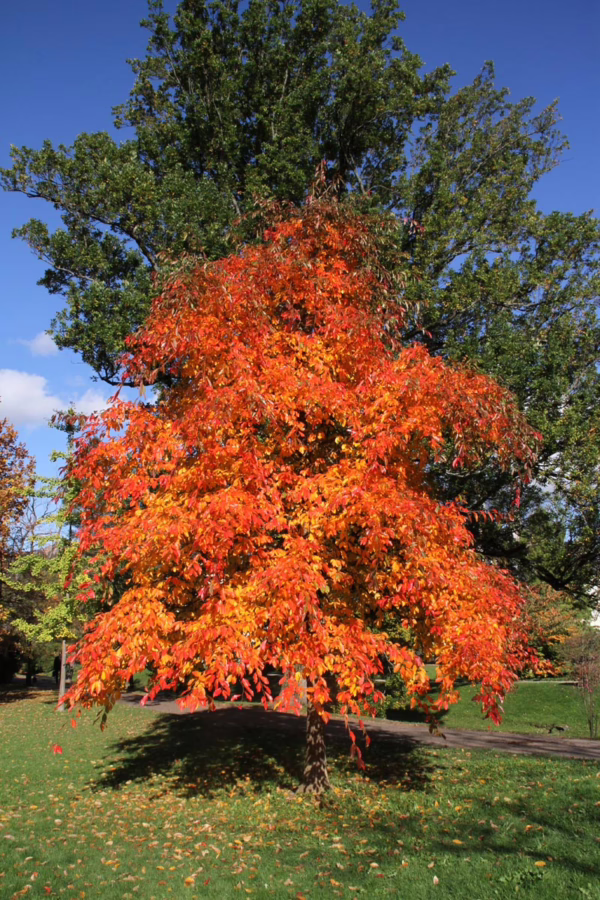 Nyssa sylvatica