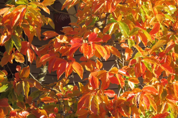 Nyssa sylvatica 'Autumn Cascade' - Image 2
