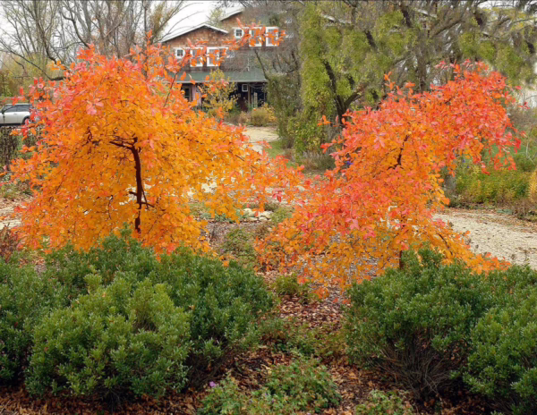 Nyssa sylvatica 'Autumn Cascade' - Image 3