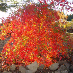 Nyssa sylvatica 'Autumn Cascade'