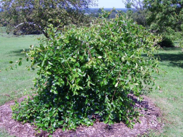 Nyssa sylvatica 'Autumn Cascade' - Image 4