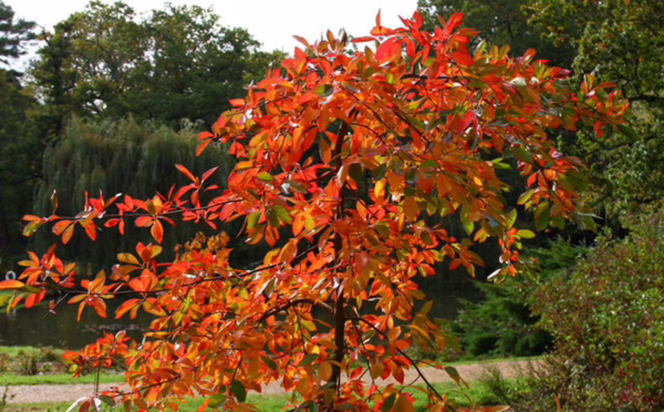 Nyssa sylvatica 'Autumn Cascade' - Image 5