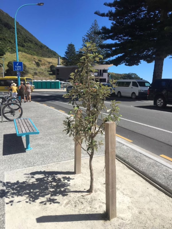Olearia paniculata 'Kaikōura' - Image 4