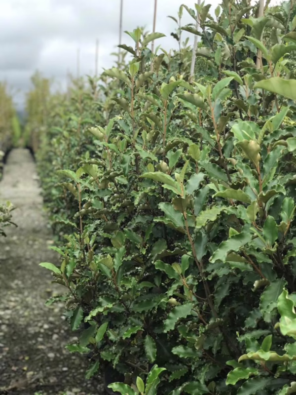 Olearia paniculata 'Kaikōura'