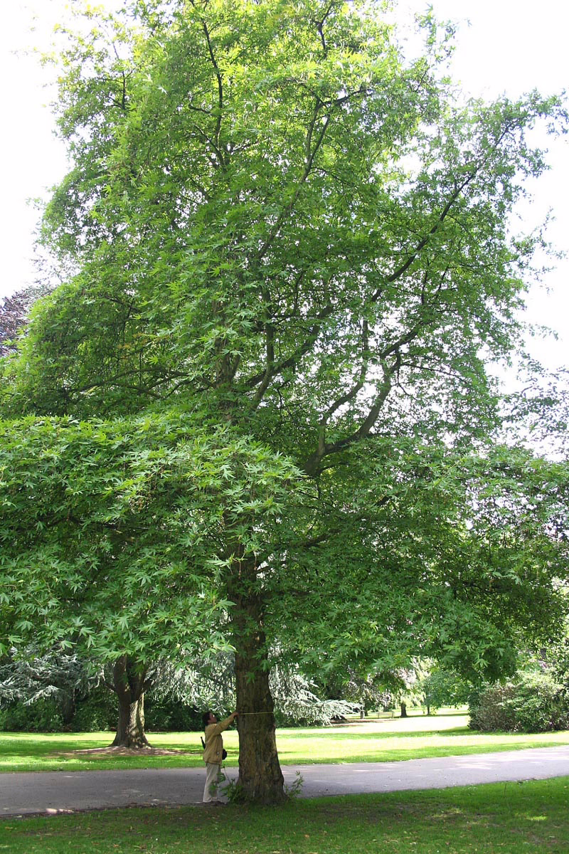 Platanus orientalis 'Digitata' 3 Platanus orientalis 'Digitata' - Image 3
