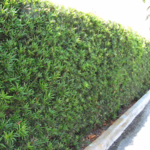 Podocarpus macrophyllus