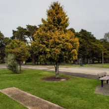 Podocarpus totara 'Aurea' (Golden Totara) by a path.