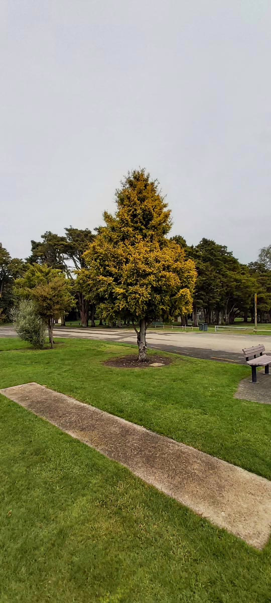 Podocarpus totara 'Aurea' 4 Podocarpus totara 'Aurea' (Golden Totara) by a path.
