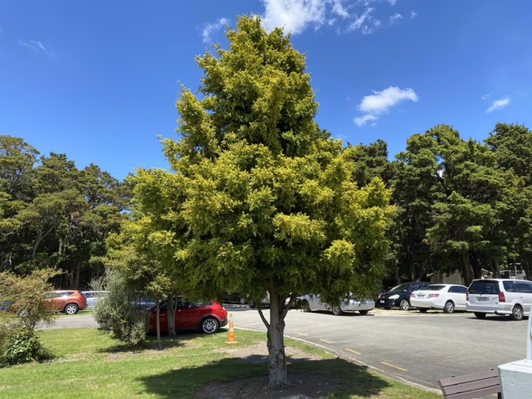 Podocarpus totara 'Aurea' (Golden Totara) street tree.