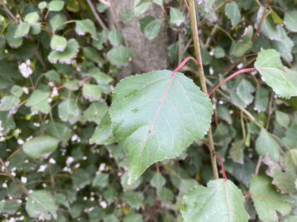 Populus 'Crows Nest' - Image 4