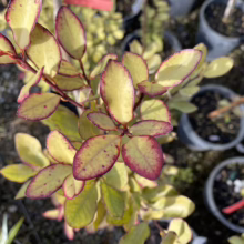 Pseudowintera colorata (Horopito) foliage.