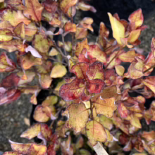 Pseudowintera colorata 'Red Hot' (Horopito) leaves at Leafland.